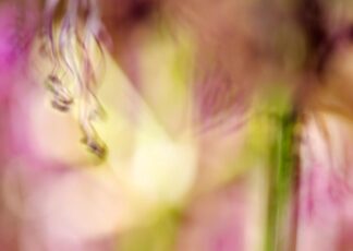 Abstraktes Blumenbild in pink und grasgrünen Tönen