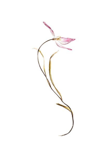 Eine vertrocknete Tulpe in der Form von einem S