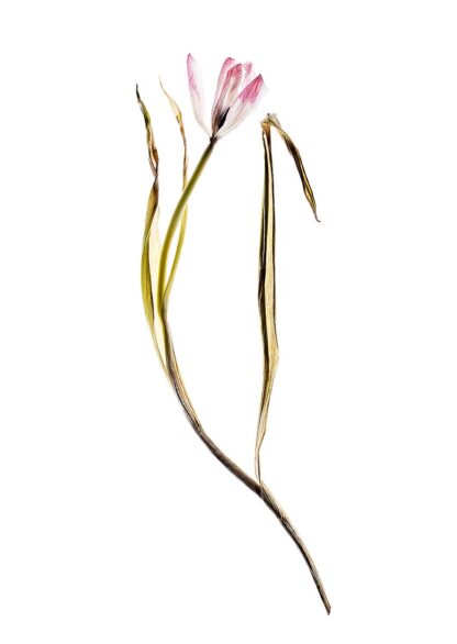 Eine vertrocknete Tulpe, die sich in einer bizarren Weise streckt