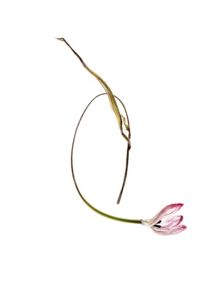 Eine vertrocknete Tulpe in einer bizarren Form, die an ein Q erinnert