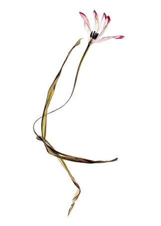 Eine vertrocknete Tulpe in der Form einer winkenden Hand