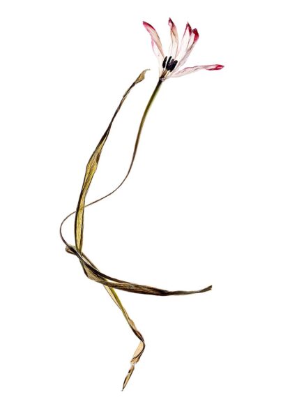 Eine vertrocknete Tulpe in der Form einer winkenden Hand